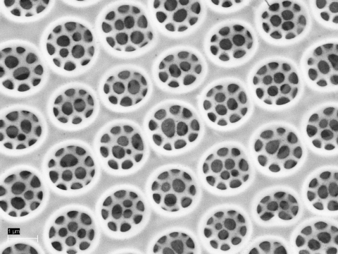 "UV-shielding and wavelength conversion by centric diatom nanopatterned frustules" just published on Scientific Reports!